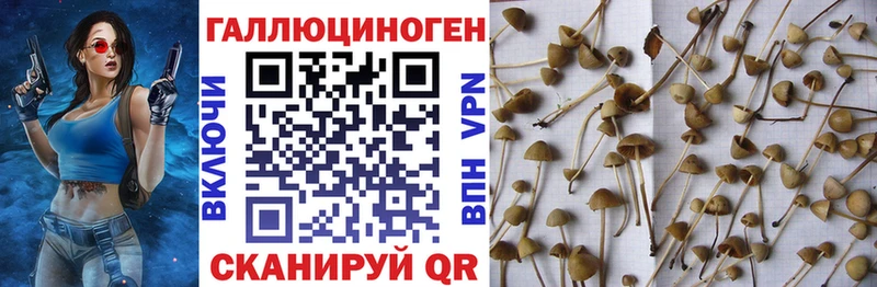 mega зеркало Благодарный Псилоцибиновые грибы Magic Shrooms купить
